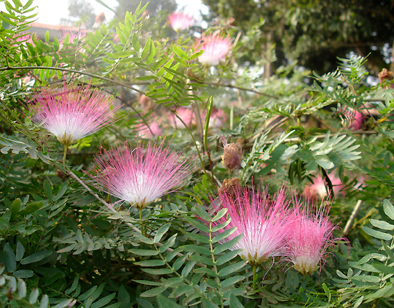 Brush-Tree-flowers