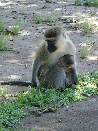 Monkey-with-baby