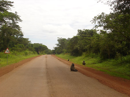 Reise---Affen-auf-der-Strasse